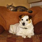 Cat and Dog on sofa