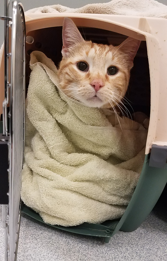 cat in carrier