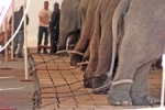 elephant chaining 188w