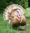 male turkey display 100w