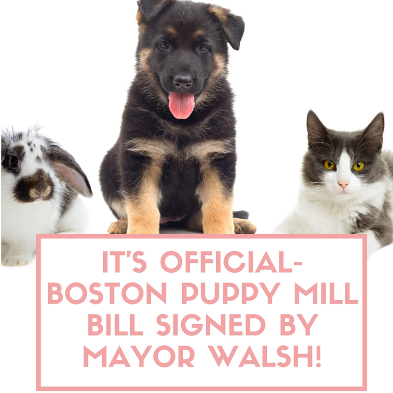 Boston puppy mill bill signed by Mayor Walsh.jpg