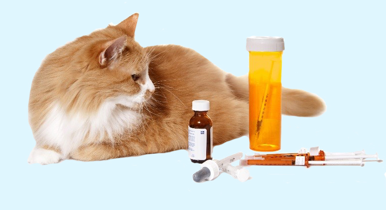 cat with medication