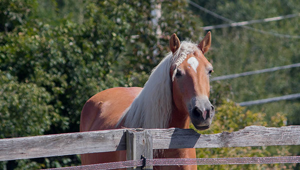 Equine Relief Horse