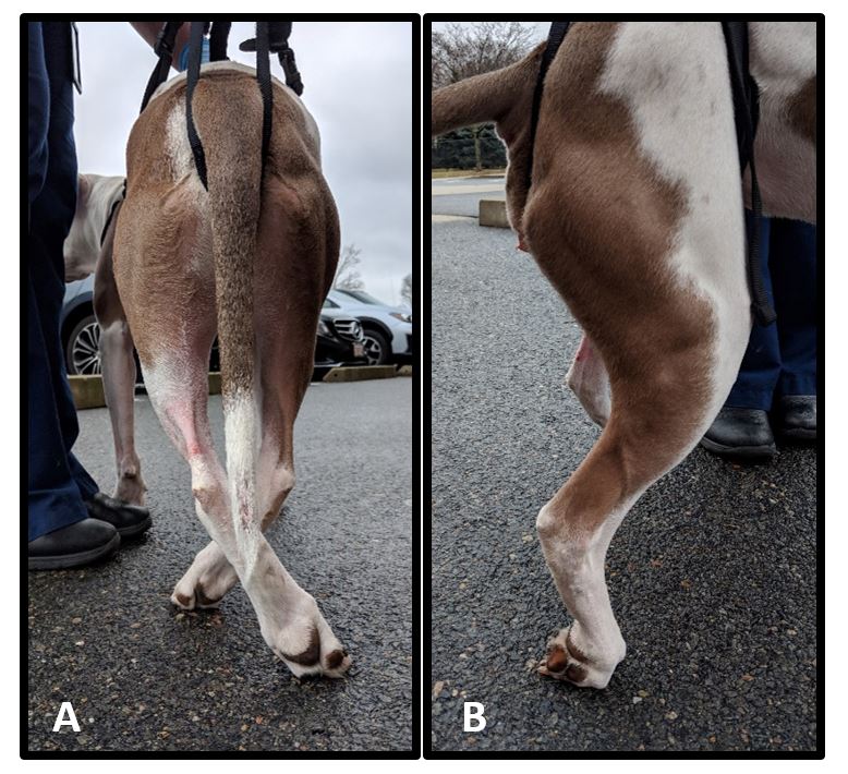 Degenerative myelopathy