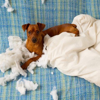 dog and ripped pillow