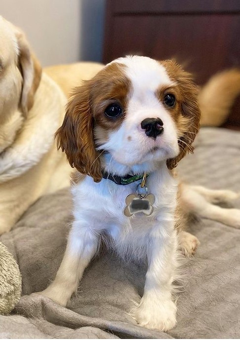 Chewy, a Cavalier King Charles