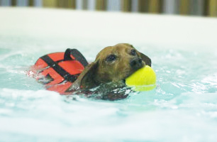 Swimming dog