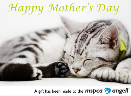Ecard Mothers Day Cat