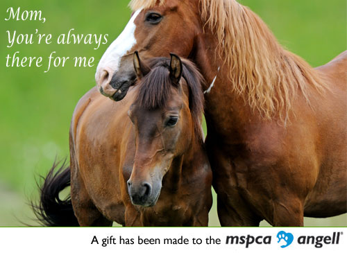 Ecard Mothers Day Horses