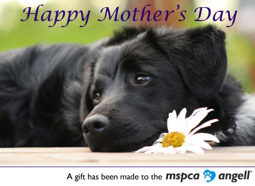 Ecard Mothers Day Black Dog