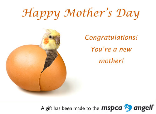 Ecard Mothers Day Chick