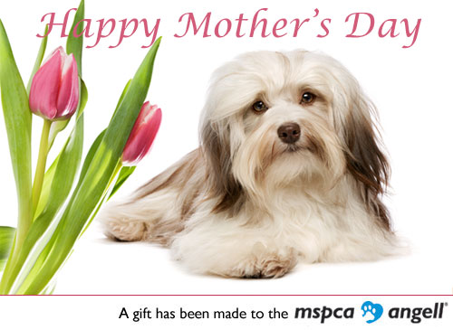 Ecard Mothers Day White Dog