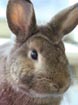 Newsletter Rabbit