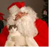 Cat posing with Santa
