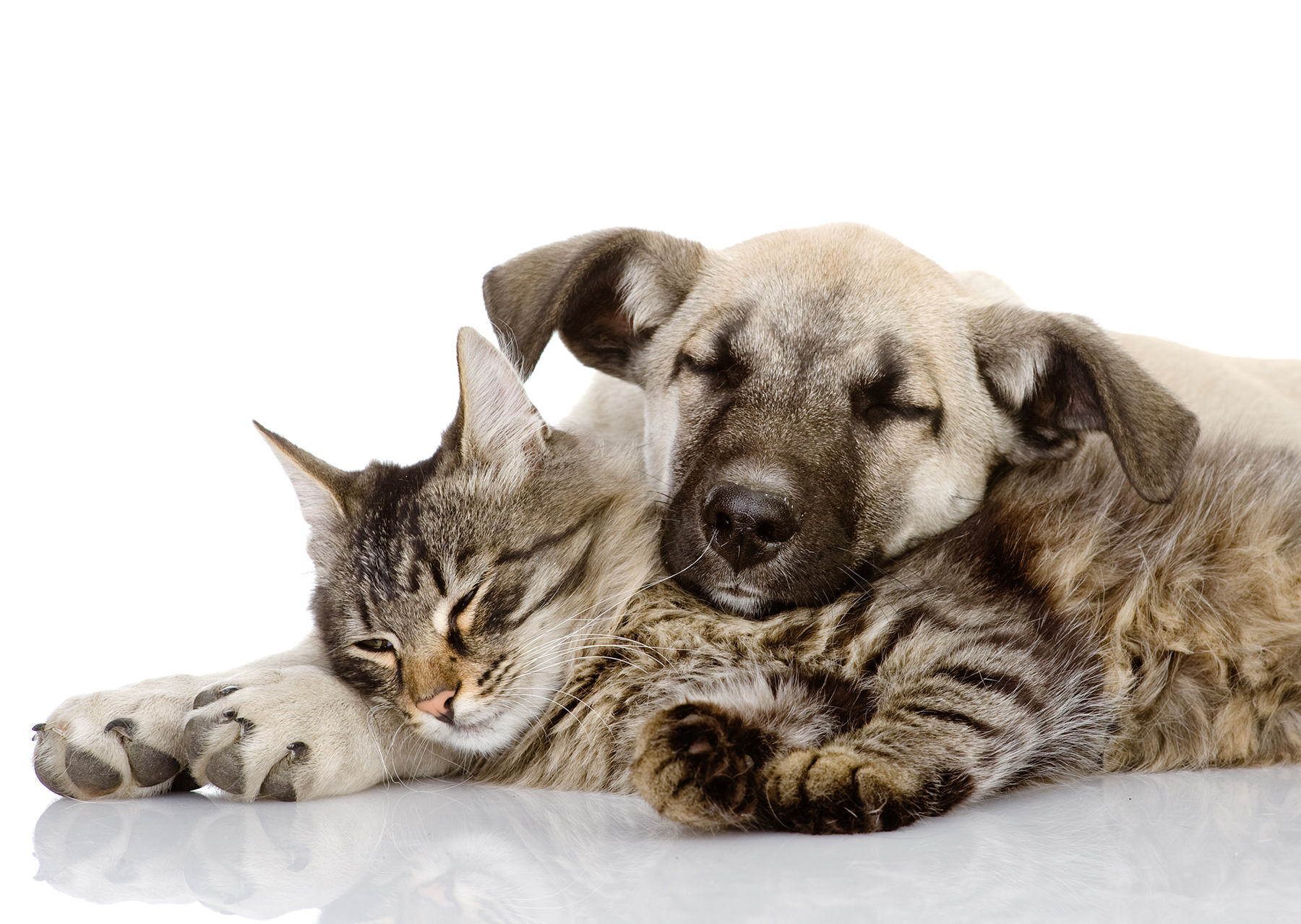 cat and dog sleeping