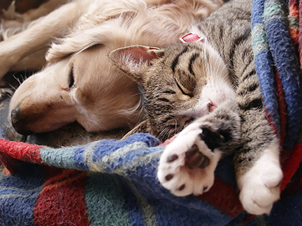 cat and dog sleeping