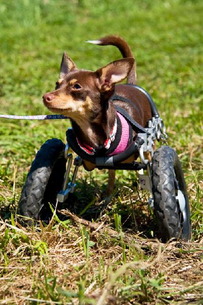 Echo, a Two-Legged Chihuahua