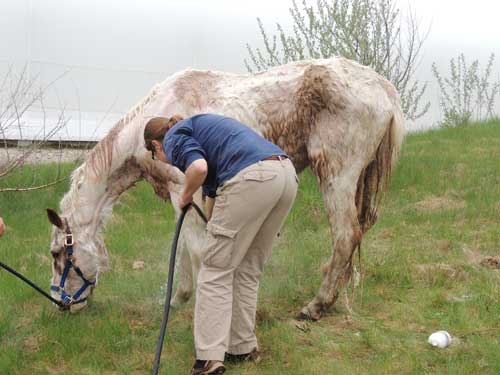 Hopscotch, an emaciated horse, gets a medicated bath