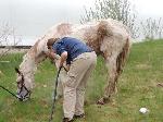 Hopscotch, an emaciated horse, gets a medicated bath