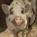 Click here for more information about Caring for Pigs (practicum only) - March 14, 2020
