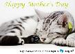 Mother's Day Ecard - Cat