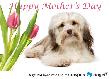 Mother's Day Ecard - White Dog