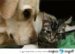 Honor Card Dog and Cat